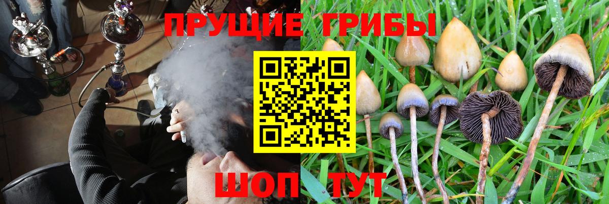 магазин продажи   Псилоцибиновые грибы MAGIC MUSHROOMS  Ивантеевка  Псилоцибиновые грибы прущие грибы 